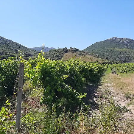 I Tre Vitigni Vermentino Daire *