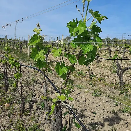 Apartmán I Tre Vitigni Vermentino *