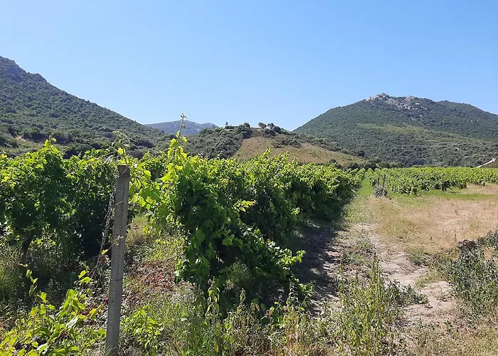 I Tre Vitigni Vermentino Daire *