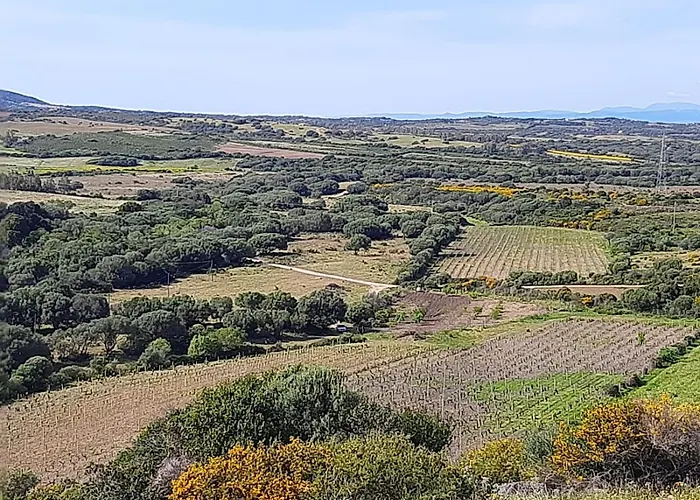 I Tre Vitigni Vermentino Daire