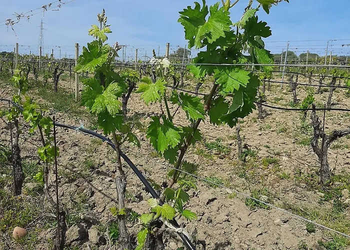 Daire I Tre Vitigni Vermentino *