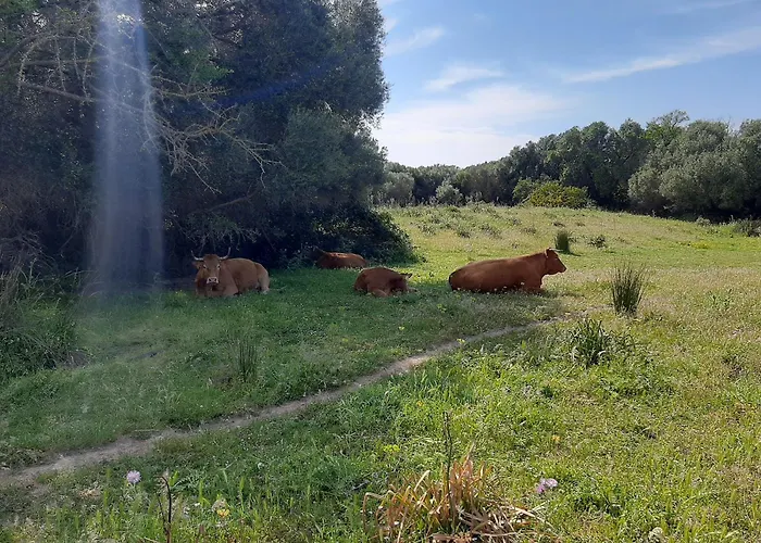 I Tre Vitigni Vermentino Daire